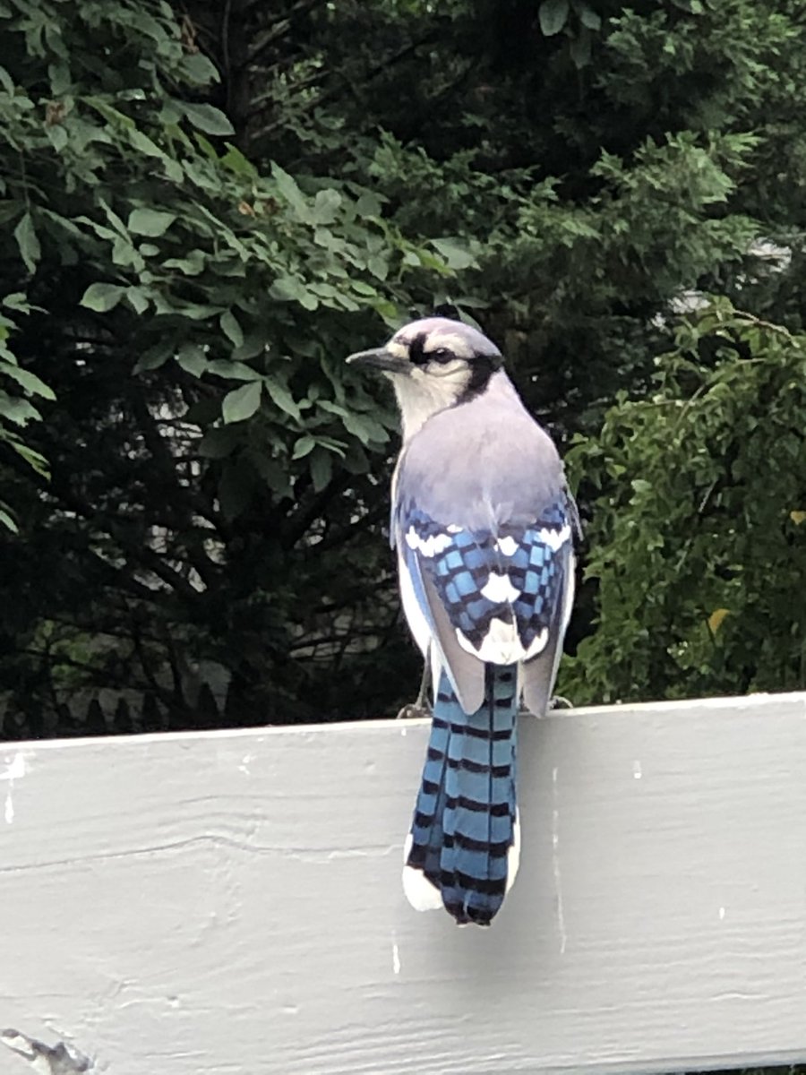 LOLAMARINA 🐋☮️NATURE Defender 🌊By land or by sea tweet media
