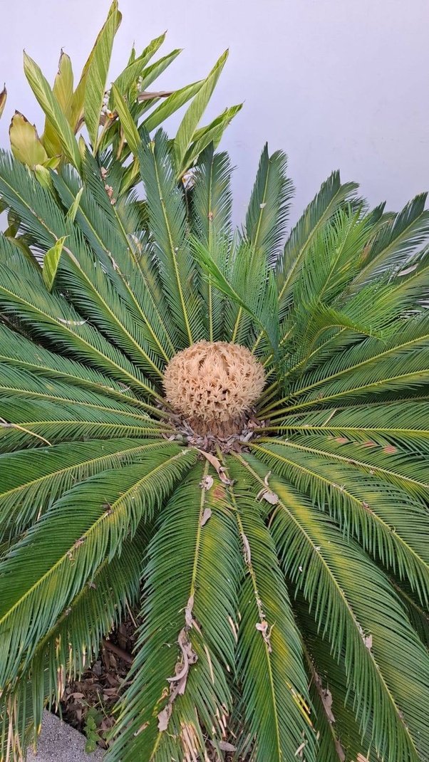 SharingProjects's tweet image. La foto del giorno. Marbella, Andalusia, Spagna