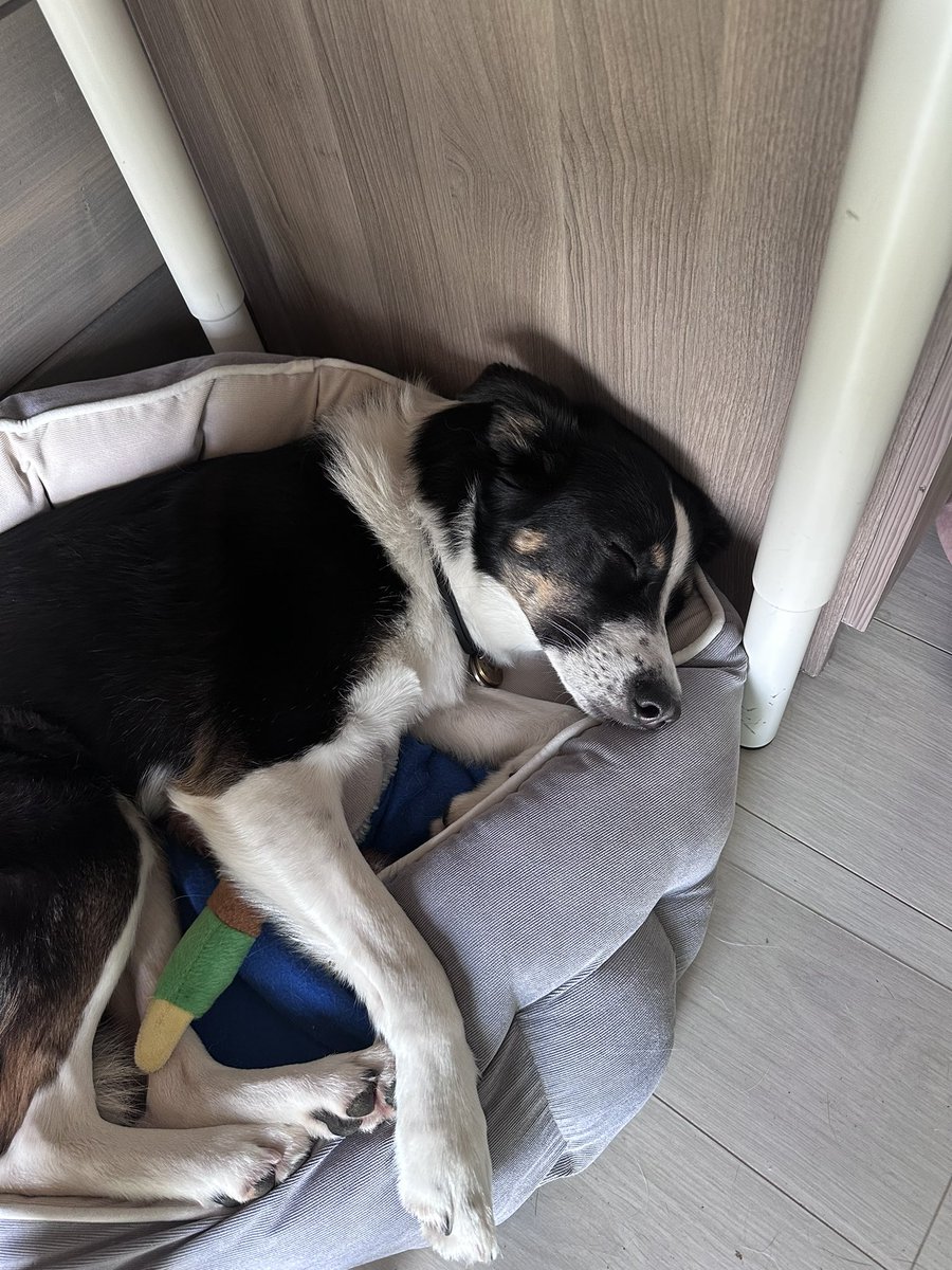 Kirou_ou's tweet photo. Весь день льет, хочется также уютно и сладко спать, как песель https://t.co/g0V6tqHMCM
