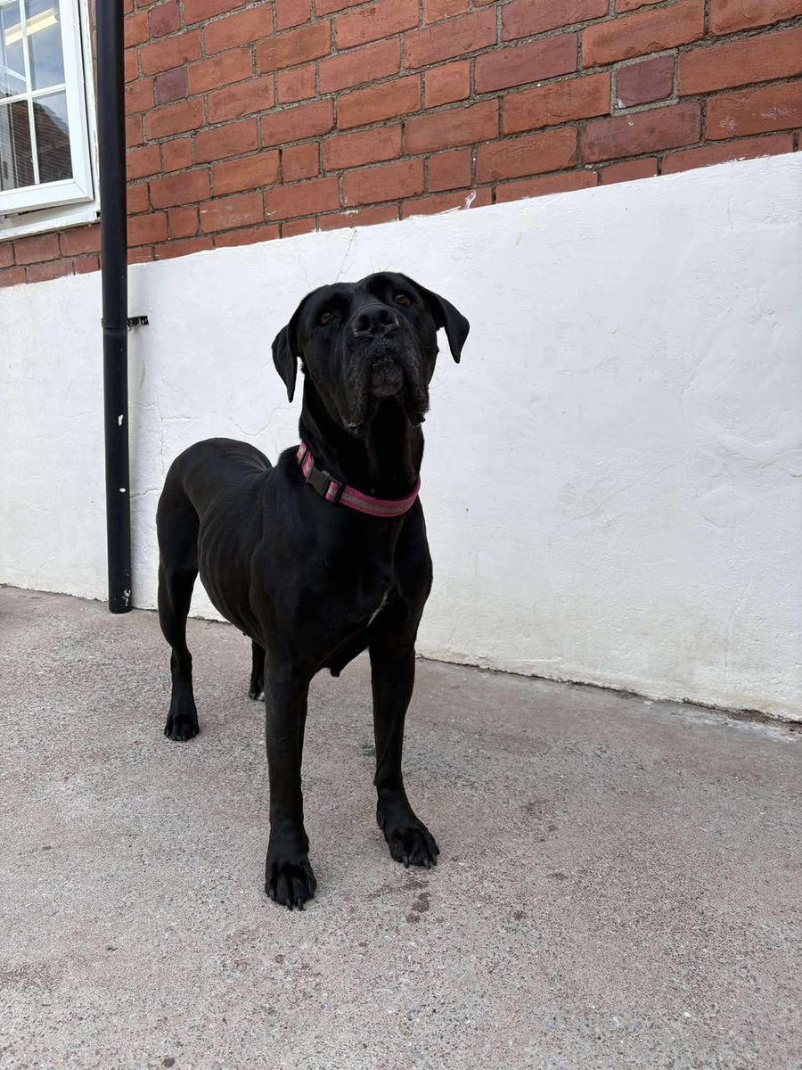 AdoptionsUk's tweet photo. Please retweet to help find the owner of this stray dog found #STOWENSCROSS #HEREFORDSHIRE #UK 
STRAY ‼️ After being found and taken to Chaseview Veterinary Clinic last Friday, no one has claimed this girl as yet 🍏🐶💔
Found in the St. Owens Cross area of Herefordshire.
Proof of ownership will be required to claim. 
If anyone has any information about this lovely girl please contact us on 01568 760033, anonymously if preferred or by private message.
Please share 🐾
Hereford and Worcester Animal Rescue ✅

Original post on Facebook 👇
https://t.co/q6MH0STJmh

#Hereford #Worcester #dogs #DogsofTwittter @billingham229b @millypod1 @ChrisRyanMM @APDAWG1 @DogLostUK @MissingPetsGB @missingdogwales @rosiedoc666 @DanielZeichner @SteveReedMP #Ledbury #HayOnWye #England #Wales #RossOnWye #Skenfrith