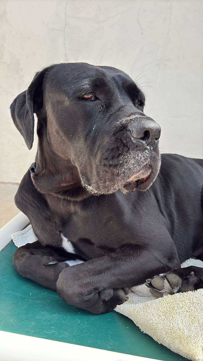 Please retweet to help find the owner of this stray dog found #STOWENSCROSS #HEREFORDSHIRE #UK 
STRAY ‼️ After being found and taken to Chaseview Veterinary Clinic last Friday, no one has claimed this girl as yet 🍏🐶💔
Found in the St. Owens Cross area of Herefordshire.
Proof of