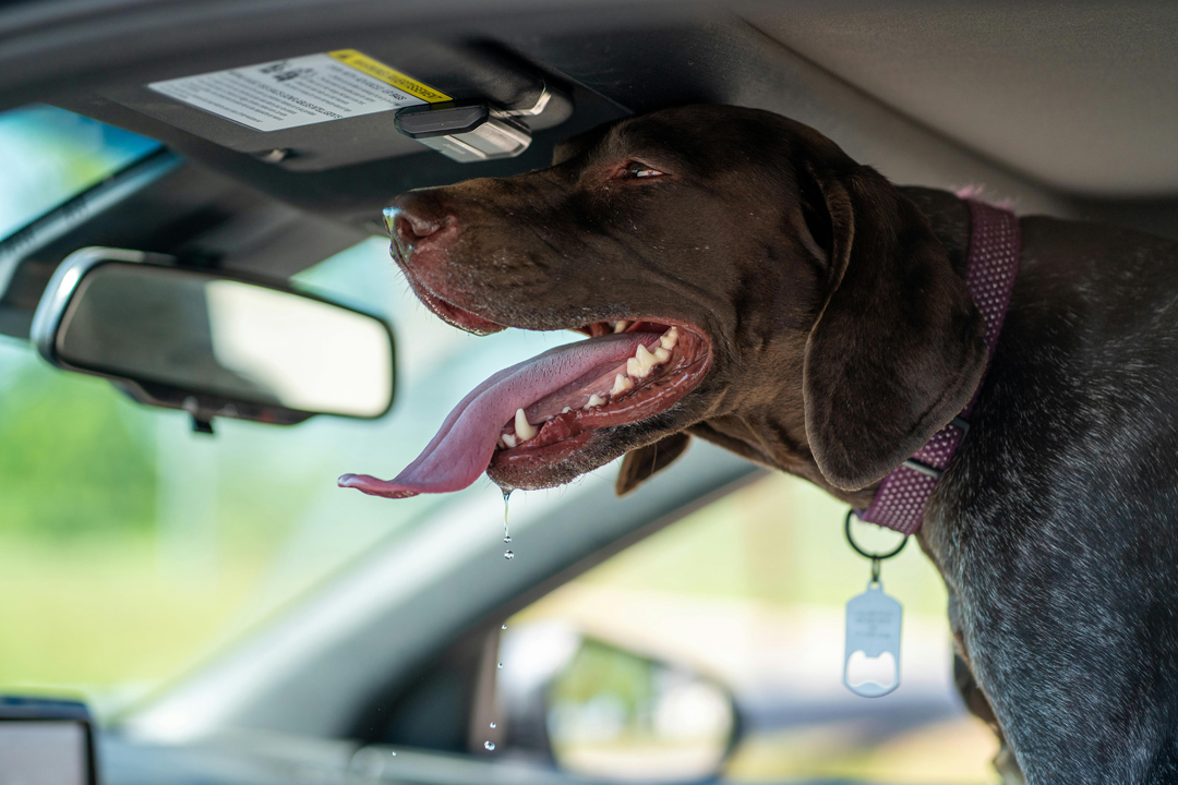 umnVMC's tweet photo. Heatstroke can happen quickly during the summer, especially for pets! Watch out for signs like excessive panting, drooling, or severe lethargy. If you notice these symptoms, get your pet to a cooler place, call your local vet, and give them water right away. 🐾💧 #PetTipTuesday https://t.co/MuqB0spN2X