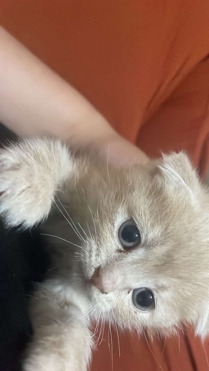 Dişi 40 günlük Tarçın dışında bir isim öneriniz var ise alırım 😂