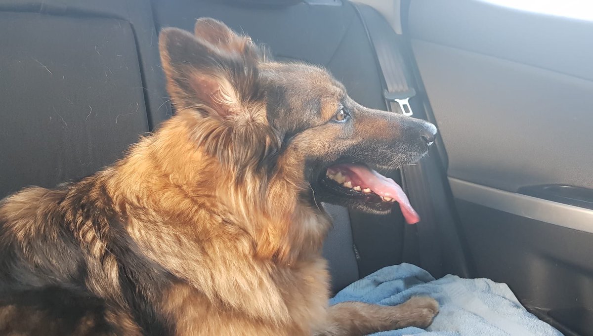 Gossa preciosa trobada avui al vespre als voltants de Fornells de la Selva, no porta xip, porta un collar de color violeta. És tranquila i te por als petards !! Tuiter fes la teva màgia !!