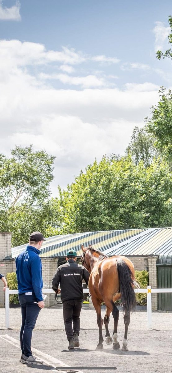 seanfreneyBS's tweet photo. Great few days put down @NaasRacecourse and @Goffs1866 ahead of Saturdays sale.A select catalog full of quality 2yos 

Get in contact for your next winner out of this new exciting @BrzUps sale on Saturday 🔥⭐️ https://t.co/JG28kyEfnr
