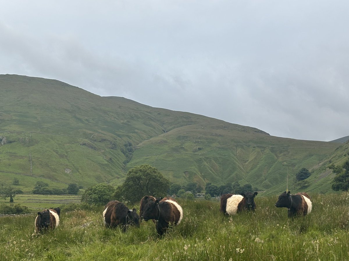 herdyshepherd1's tweet photo. Lovely structured grassland doing its thing - this piece of land has recovered from bad grazing in the past and now grows grass for fun https://t.co/jv8YtrmROB