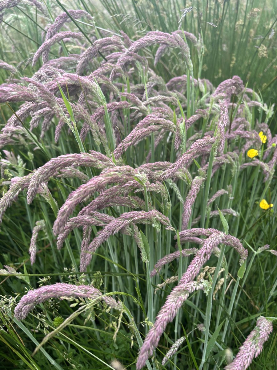 Lovely structured grassland doing its thing - this piece of land has recovered from bad grazing in the past and now grows grass for fun