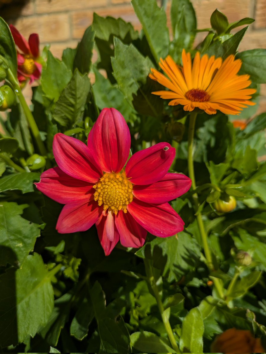 gerardmoore71's tweet photo. @GrowLikeGrandad Our first one Princess Pauline Elizabeth was out before the end of May which was about 2 weeks early. https://t.co/GefnLxWVKS