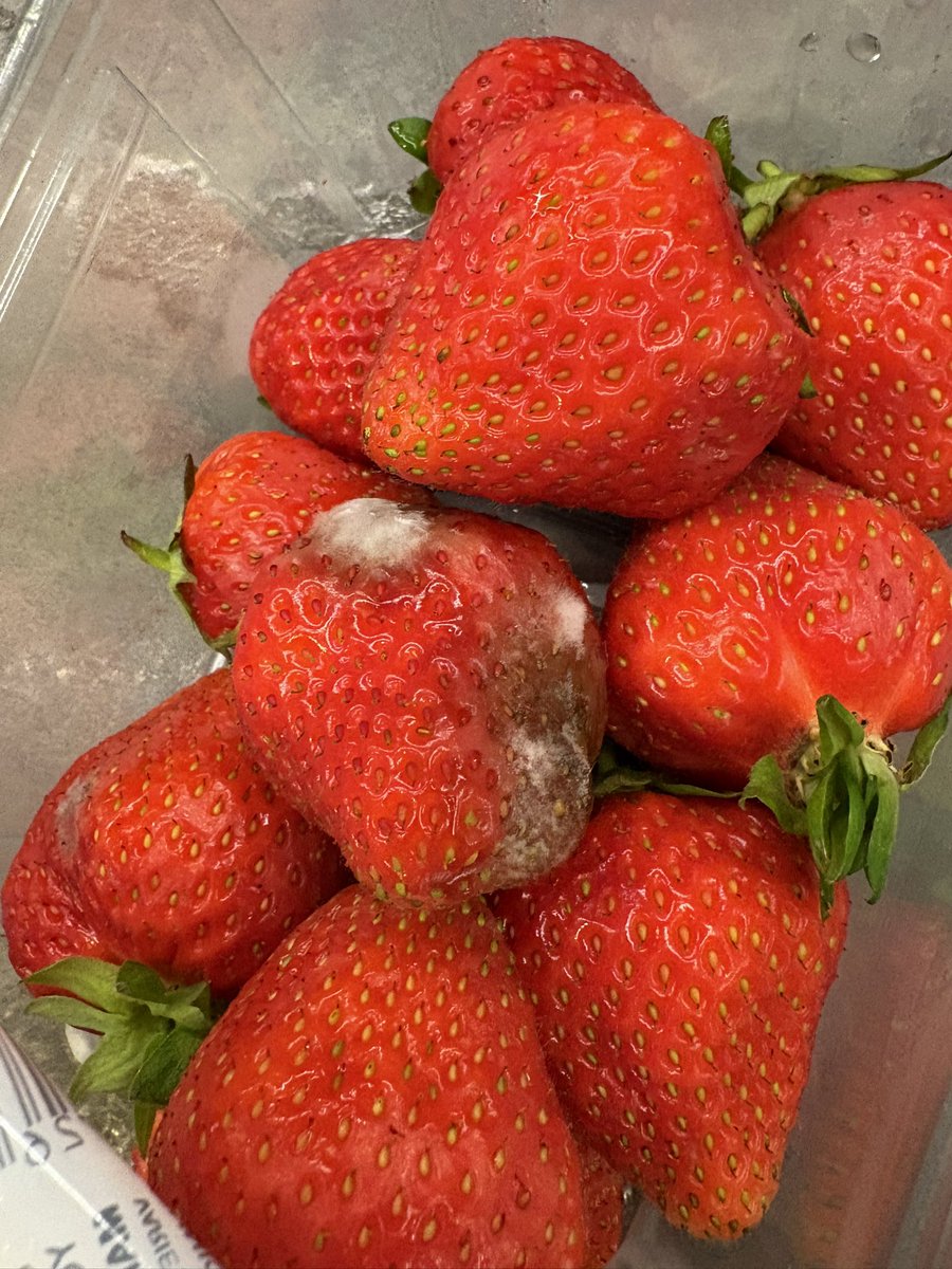 brandon7roy's tweet photo. @marksandspencer strawberries best before 25/06 already growing mould on 24/06? https://t.co/BgN1Ds8mW6