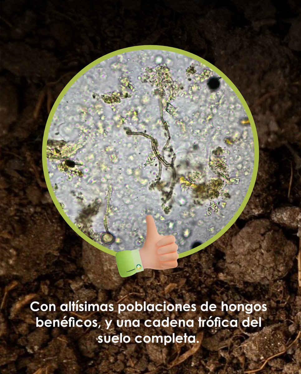 soseibioag's tweet photo. 🌱 𝗖𝗼𝗺𝗽𝗼𝘀𝘁 𝗾𝘂𝗲 𝘁𝗿𝗮𝗻𝘀𝗳𝗼𝗿𝗺𝗮

Así luce un excelente Compost tipo Johnson-SU: con altísimas poblaciones de hongos benéficos y una cadena trófica del suelo completa.

Una verdadera muestra de economía circular. https://t.co/AxD7a4CZk5