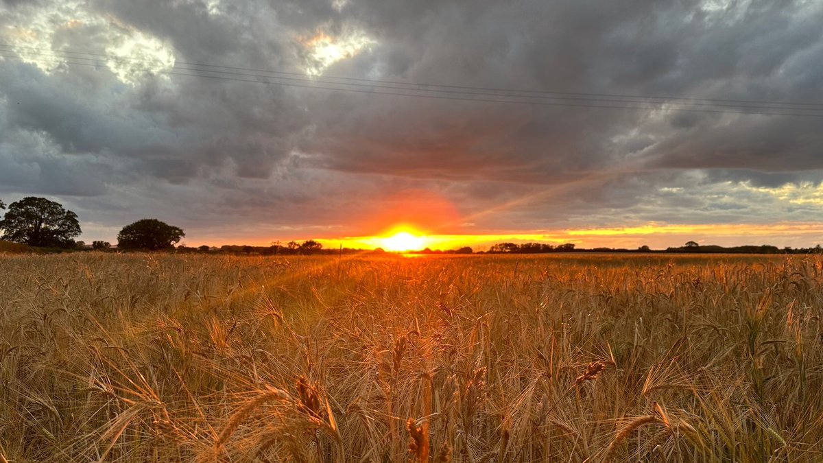Norfolk sunset over the barley this evening.