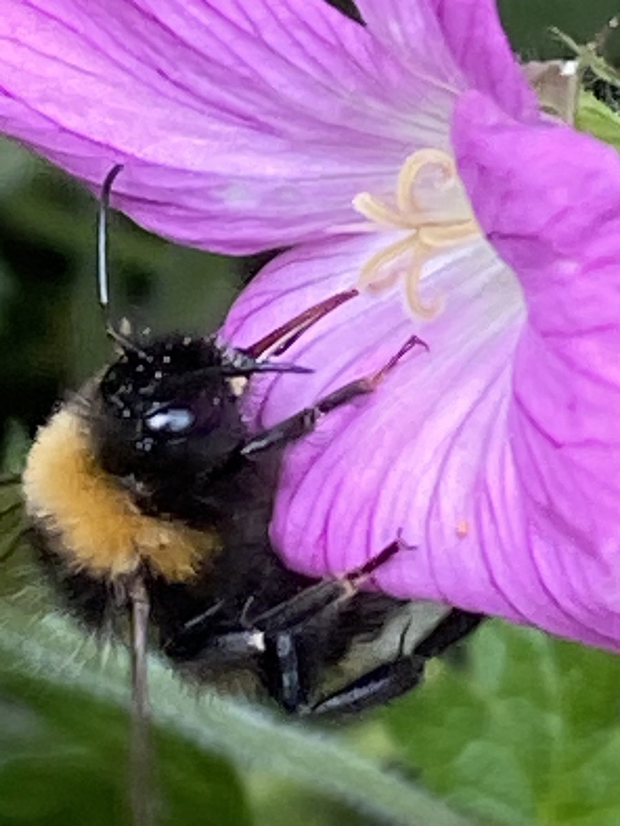 Bumblebee hanging tight. 
#NaturePhotography