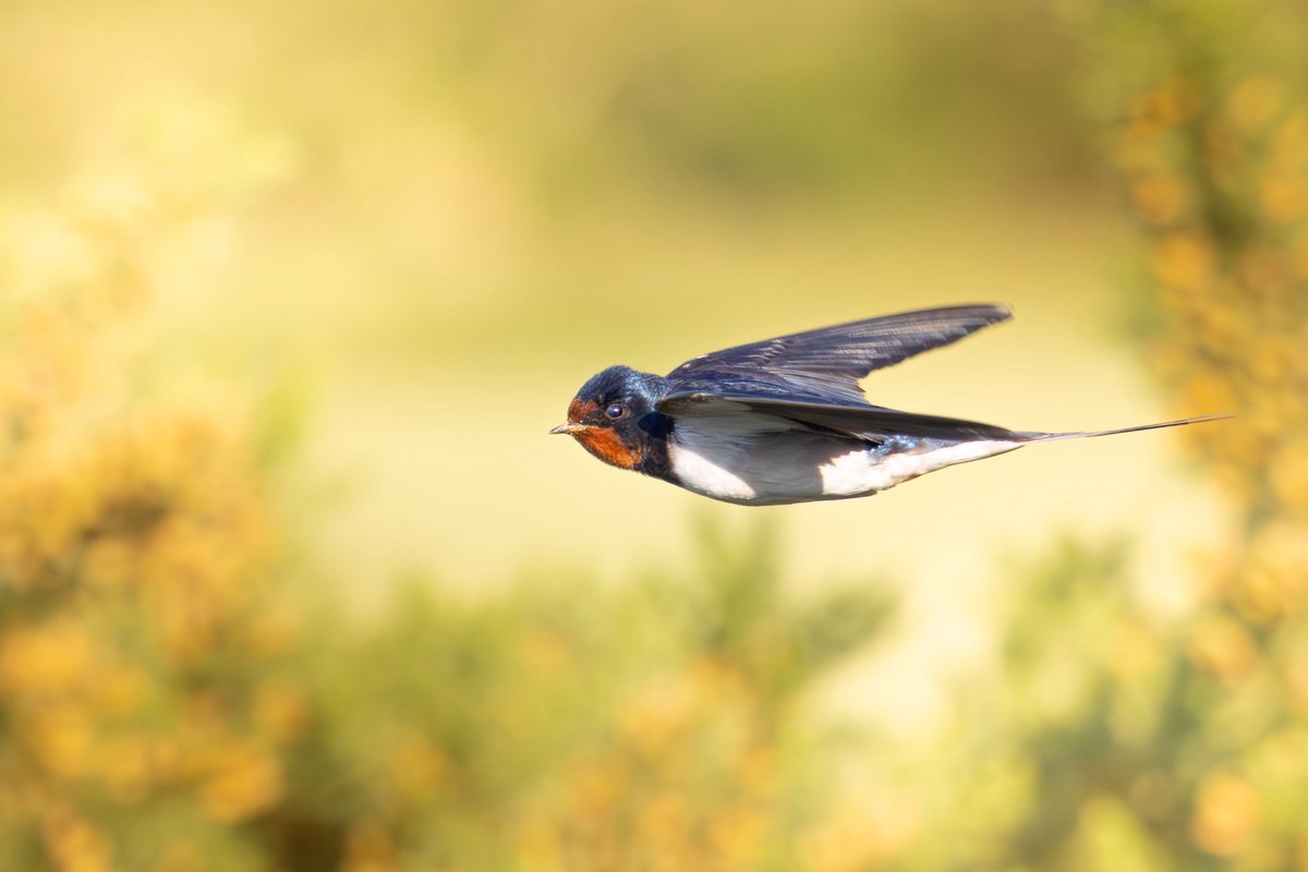 Nice to finally see my first Ortolan bunting with this elusive bird at wykeham forest on Saturday that showed briefly a few times and gave a couple decent flight views.
Also nice to see loads of swallows darting around 
<a href="/RareBirdAlertUK/">RareBirdAlertUK</a> <a href="/BirdGuides/">BirdGuides</a> <a href="/CanonUKandIE/">Canon UK and Ireland</a> #BirdsSeenIn2025