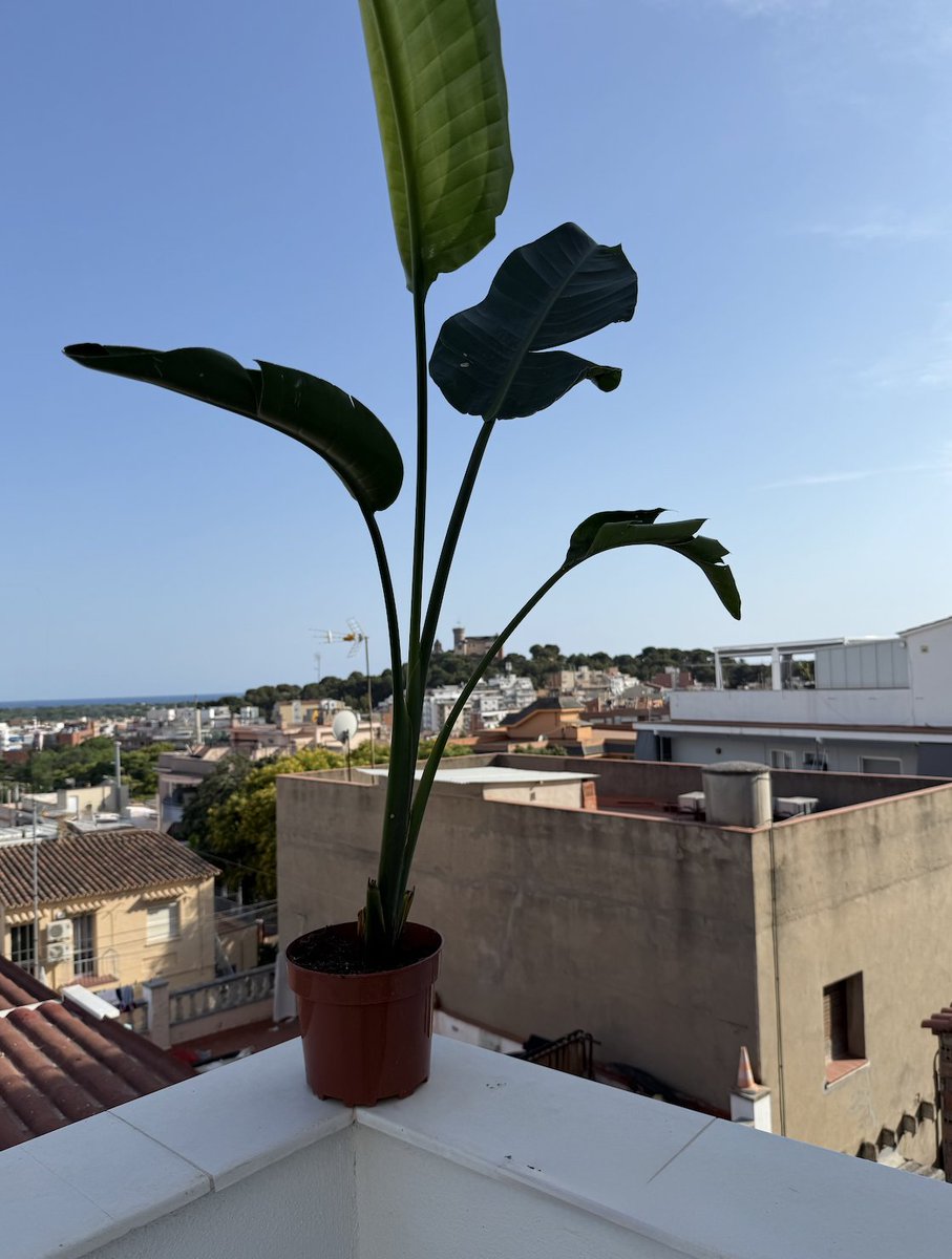glivingcoliving's tweet photo. 📍 Day -8 — The First Green

Before the guests.
Before the kitchen was ready.
Before the tribe arrived.
This little one made it in.
The first green in Green Living.
A simple plant. But a symbol of what we’re building:
Life. Calm. Roots.

Now it’s real.

#ColivingBarcelona https://t.co/90SIYK2xWX