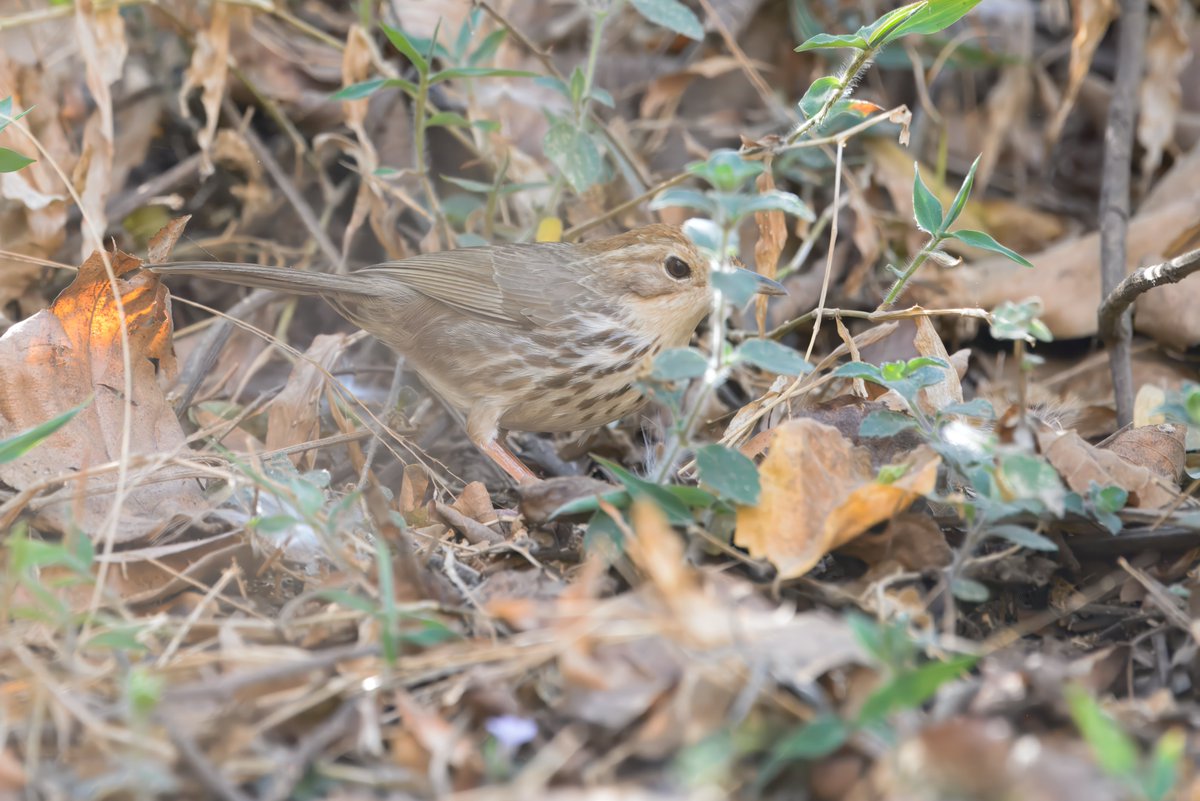 is it Puff-throated Babbler (Pellorneum ruficeps) थीपाड़ेवाला सातभाई? <a href="/IndiAves/">IndiAves</a> <a href="/BRStretch/">Brian Stretch</a> Location: Jabalpur, M.P., April 2025