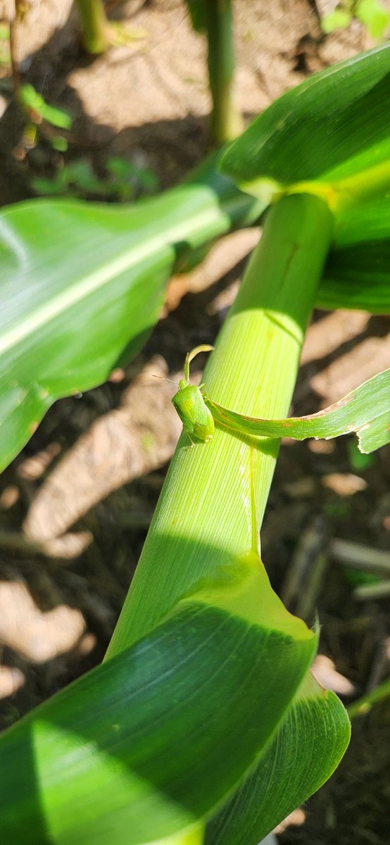 Jeremy Greene tweet media