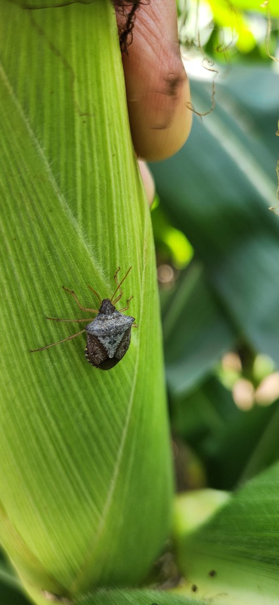 Seeing a lot of stink bugs in corn. Is it going to be a big stink bug year in cotton and soybeans?