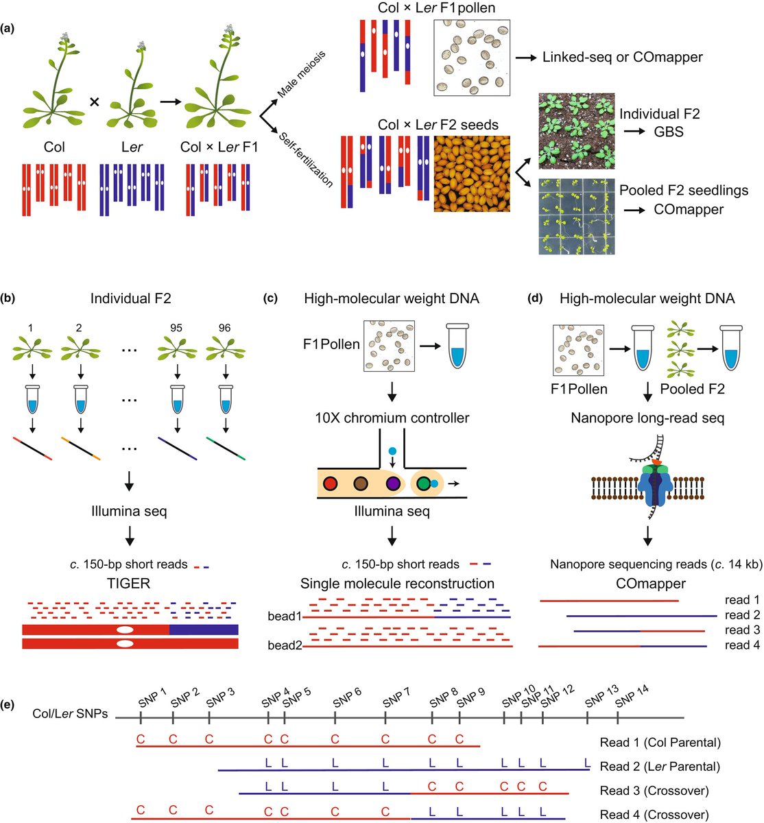 New Phytologist (@newphyt) on Twitter photo COmapper: high-resolution mapping of meiotic crossovers by long-read sequencing in Arabidopsis
Byun et al. @POSTECH <a href="/Kyuha_C/">Kyuha Choi</a>
📖 nph.onlinelibrary.wiley.com/doi/10.1111/np… COmapper: high-resolution mapping of meiotic crossovers by long-read sequencing in Arabidopsis
Byun et al. @POSTECH <a href="/Kyuha_C/">Kyuha Choi</a>
📖 nph.onlinelibrary.wiley.com/doi/10.1111/np…