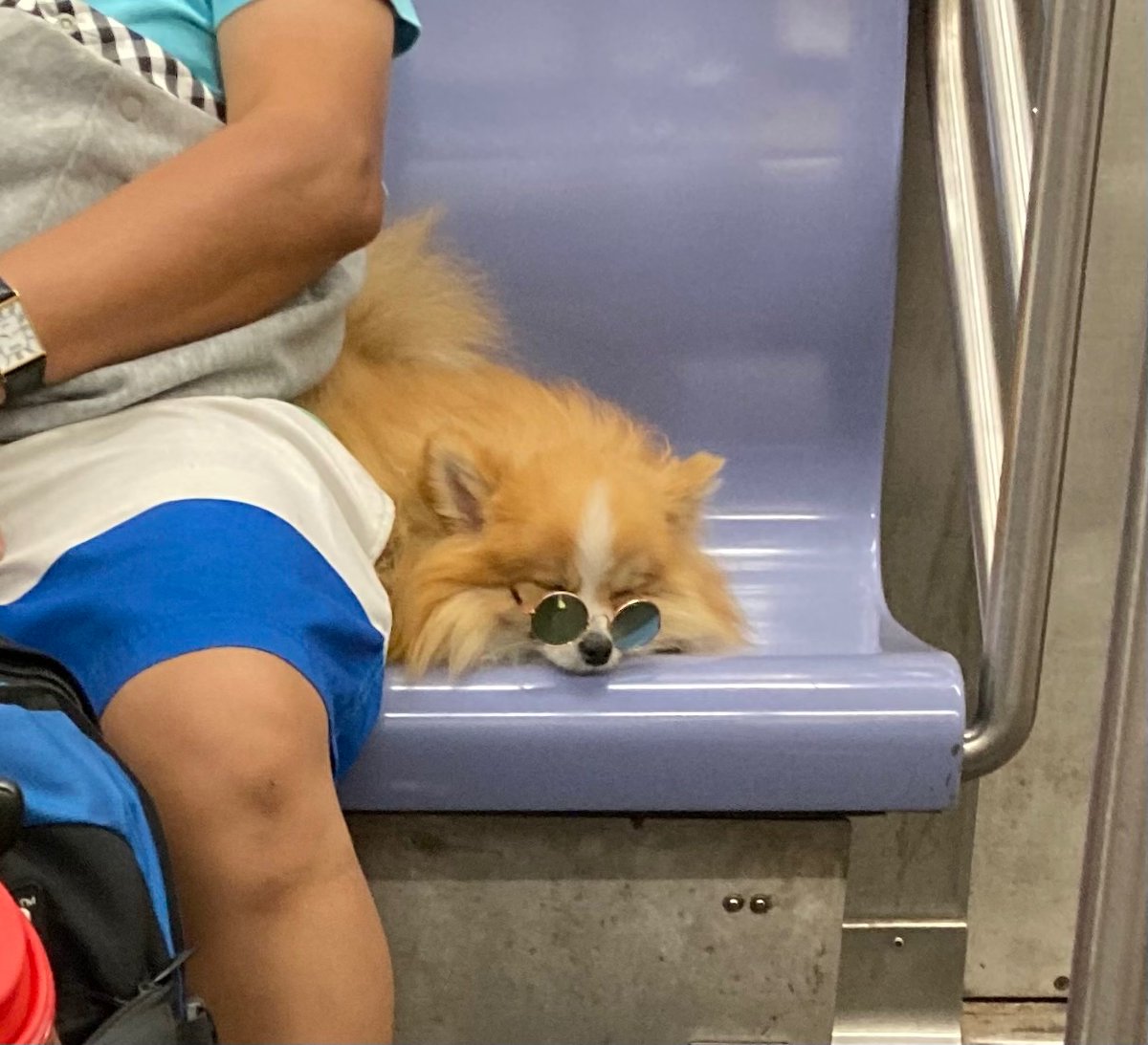 Stay cool doggies