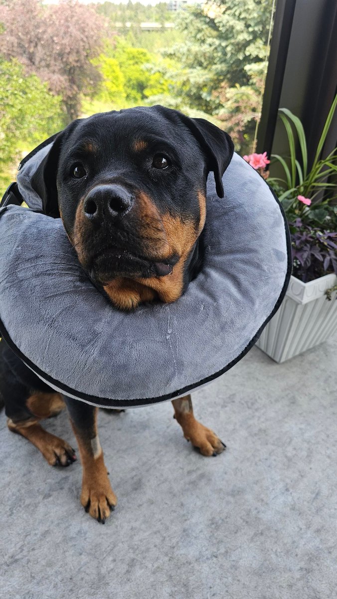 I'm feeling so much better today but apparently the neck wear has to stay on a couple more days to prevent licking. I'm eager to get back to work but the human insists on making me hang out with the flowers while she deals with multiple phone calls and virtual appointments.