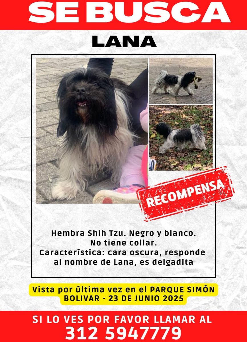 CamiloJaramill's tweet image. 🆘Su familia busca a Lana 🐶, desde el 23 de junio en Engativa, Bogotá, por favor compartamos 🙏
@MONYRODRIGUEZOF @PlataformaALTO @Marce_Tabares @piedrahitangela @DanielSamperO @HELIODOPTERO @coraimatorresd @patrulleroefra @laurarubiogu @darcyquinnr