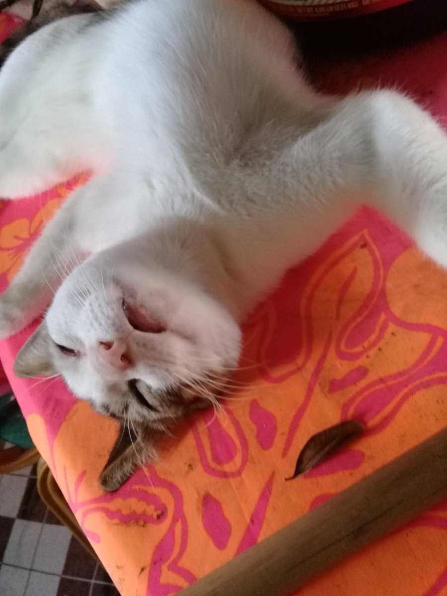 My kitty sleep lik ah monster