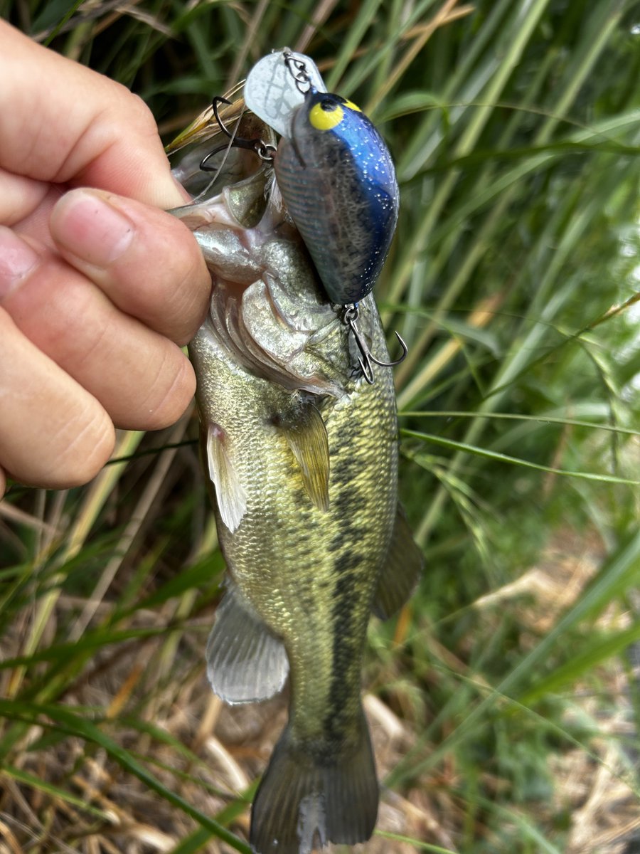 ジミクランク【VOODOO】” | いつまでもBassfishing