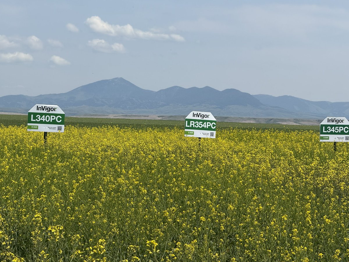Susan Littlefield (@firefighter89) on Twitter photo Beautiful test plots of InVigor Gold Canola <a href="/BASFCorporation/">BASF North America</a> <a href="/BASF/">BASF</a> <a href="/AmericanAgNet/">American Ag Network</a> #Canola Beautiful test plots of InVigor Gold Canola <a href="/BASFCorporation/">BASF North America</a> <a href="/BASF/">BASF</a> <a href="/AmericanAgNet/">American Ag Network</a> #Canola