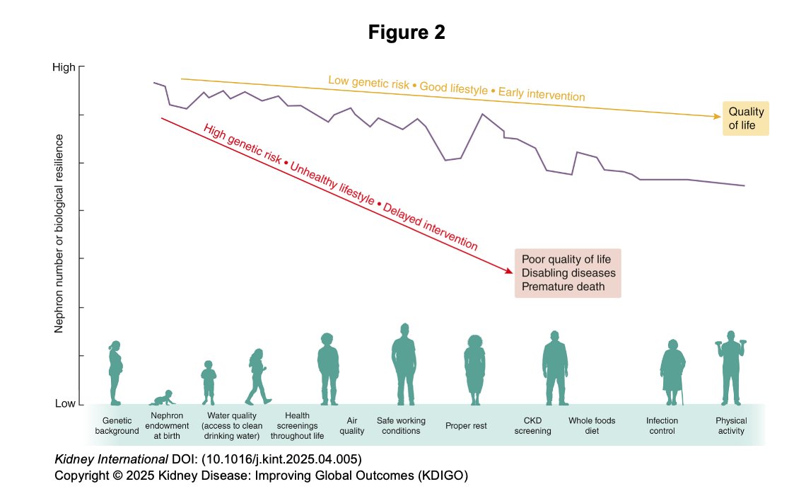 goKDIGO's tweet image. KDIGO is pleased to share the newly published report from its Controversies Conference on Preventing CKD and Maintaining Kidney Health, now available in press in @Kidney_Int.
📄Download the report: kdigo.co/2025-CKD-Preve…
📘 Read the report in KI: kdigo.co/KDIGO-2025-CKD……