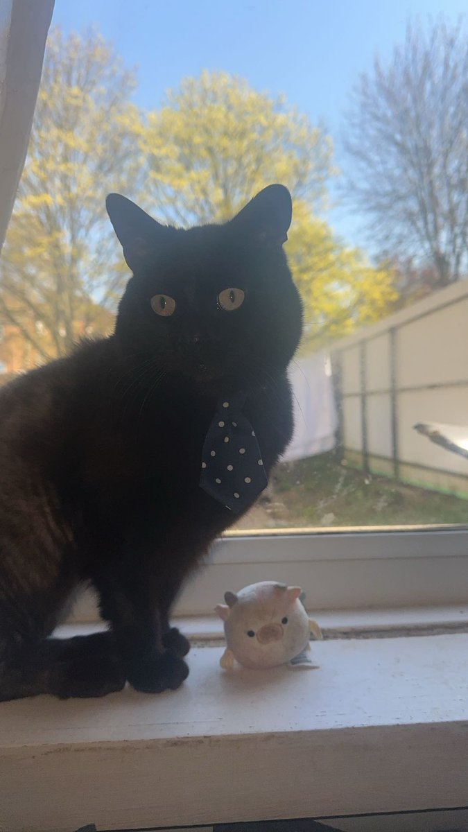 CatsNorthampton's tweet image. Have you seen Rupert he&apos;s a black cat thinning at the back from overgrooming he&apos;s Neutered but not microchpped and is missing from Southfields #Northampton NN3 he went missing on 08/06/25
Contact 0344 700 3251 quoting ref S25-017
#tunatuesday