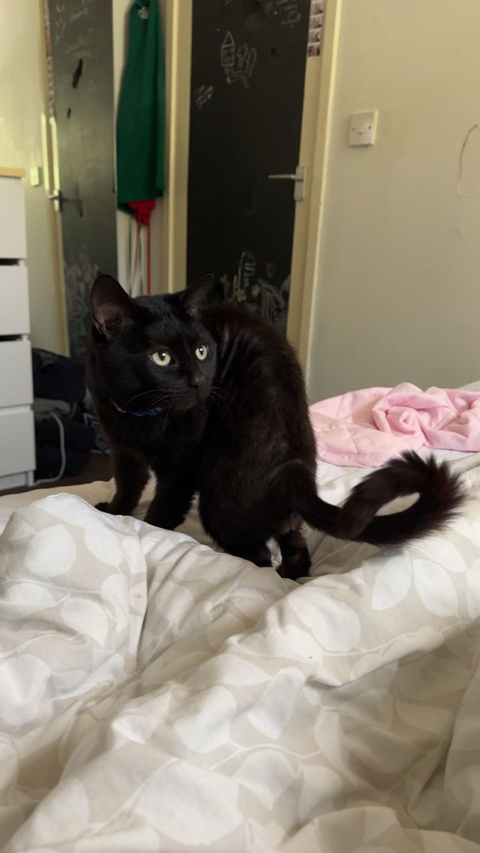 CatsNorthampton's tweet image. Have you seen Rupert he&apos;s a black cat thinning at the back from overgrooming he&apos;s Neutered but not microchpped and is missing from Southfields #Northampton NN3 he went missing on 08/06/25
Contact 0344 700 3251 quoting ref S25-017
#tunatuesday