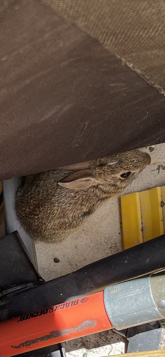 I have a new backyard baby🥰 The boss’ veggies might be in trouble. I’m on team bunny🐇🐇🐇