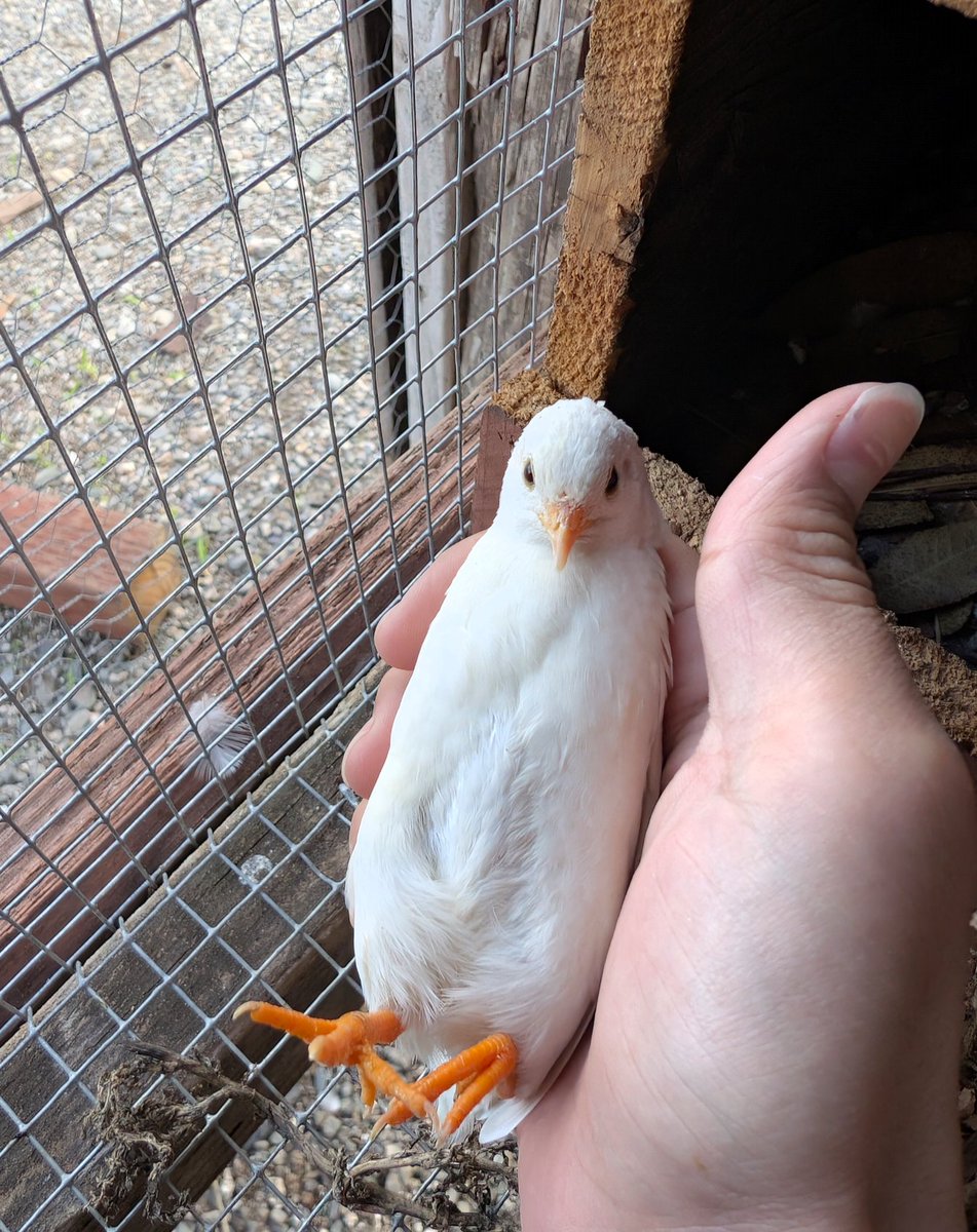 Mrflibbie's tweet image. Button quail