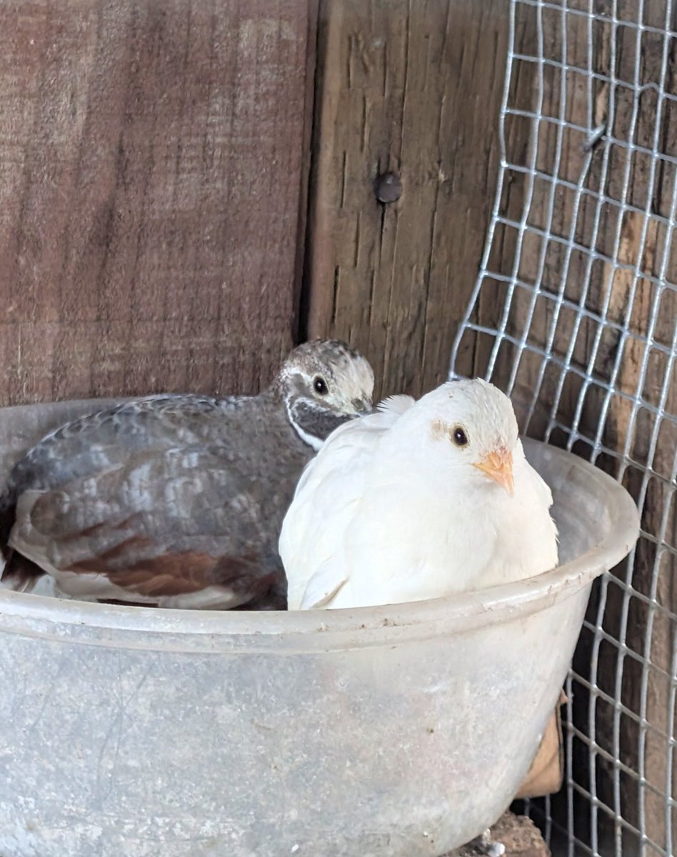 Mrflibbie's tweet image. Button quail