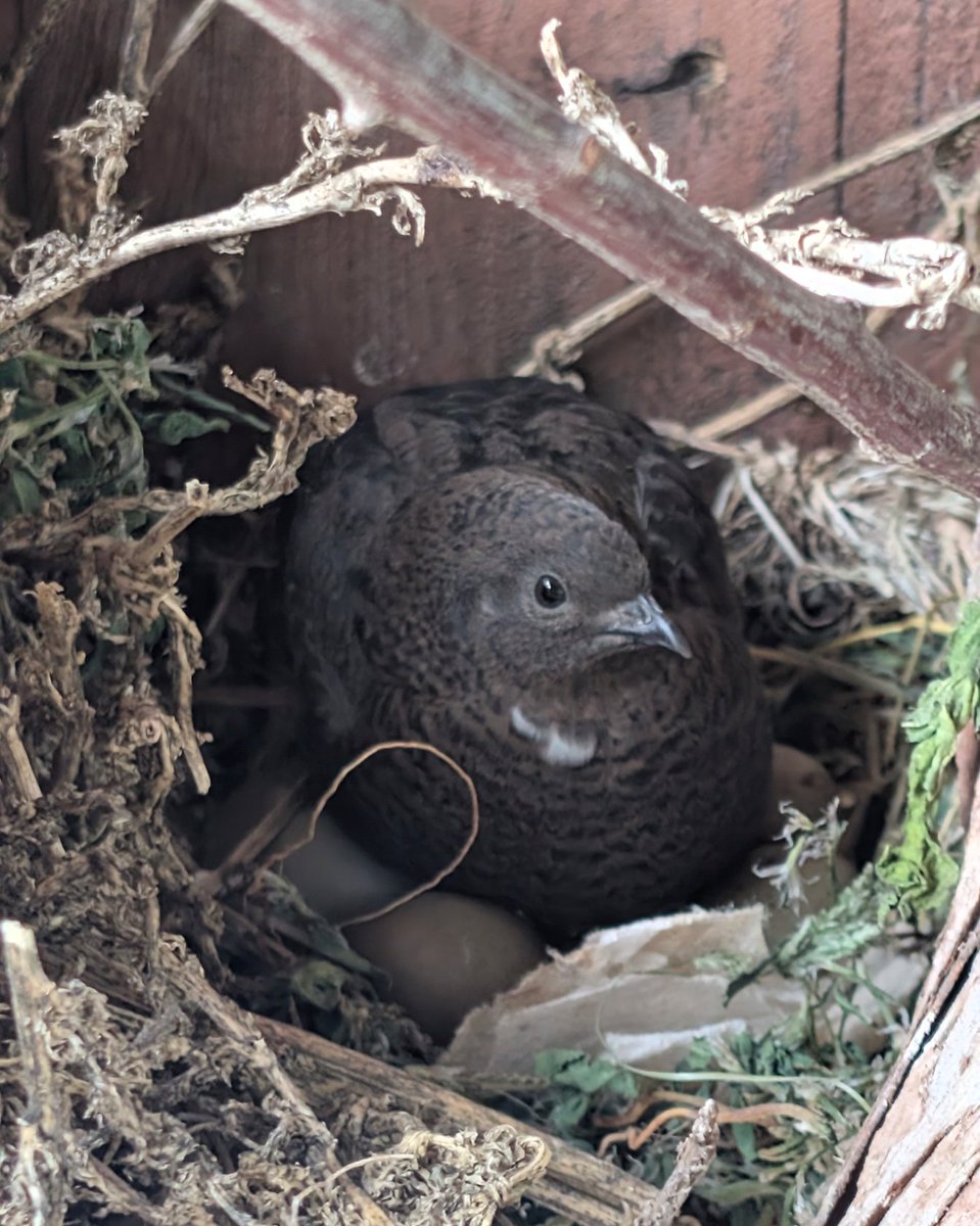 Mrflibbie's tweet image. Button quail