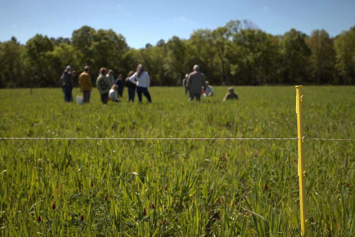 SoilHealthLabs's tweet image. 🐂 One field is challenging decades of ag tradition.

In Eastover, SC, a row cropper + cattleman teamed up—proving that grazing cover crops can cut costs, build soil, and boost efficiency.

It’s regenerative ag in action.

👉 Learn more: soilhealthlabs.com/post/an-outsid…