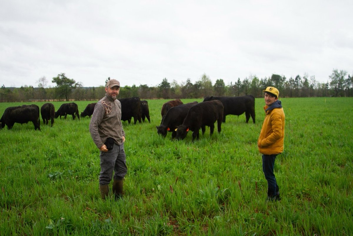 SoilHealthLabs's tweet image. 🐂 One field is challenging decades of ag tradition.

In Eastover, SC, a row cropper + cattleman teamed up—proving that grazing cover crops can cut costs, build soil, and boost efficiency.

It’s regenerative ag in action.

👉 Learn more: soilhealthlabs.com/post/an-outsid…