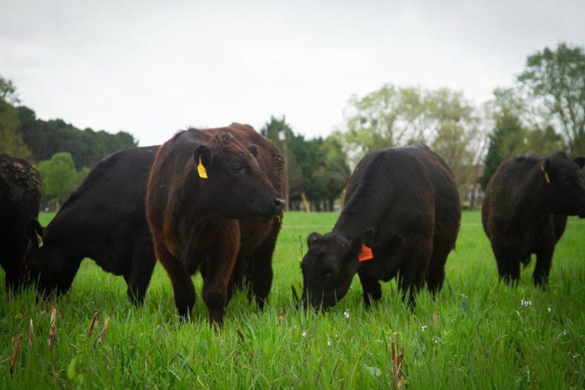 SoilHealthLabs's tweet image. 🐂 One field is challenging decades of ag tradition.

In Eastover, SC, a row cropper + cattleman teamed up—proving that grazing cover crops can cut costs, build soil, and boost efficiency.

It’s regenerative ag in action.

👉 Learn more: soilhealthlabs.com/post/an-outsid…