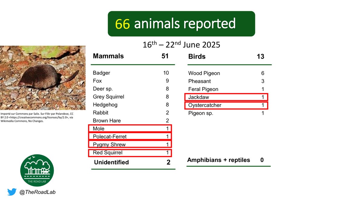 The weekly #roadkillreport is out! 66 animals were reported this week, with a plethora of unusual spots. Badger incidents were the top report this week. Seen roadkill and want to help? Report it through our app on iOS (buff.ly/3Yktj50) or Android (buff.ly/3YjeDn3)