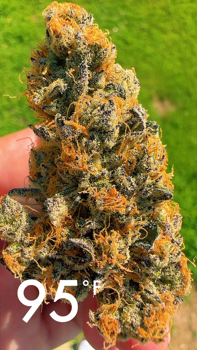 hags310's tweet image. 95 degrees and smokin homegrown weed