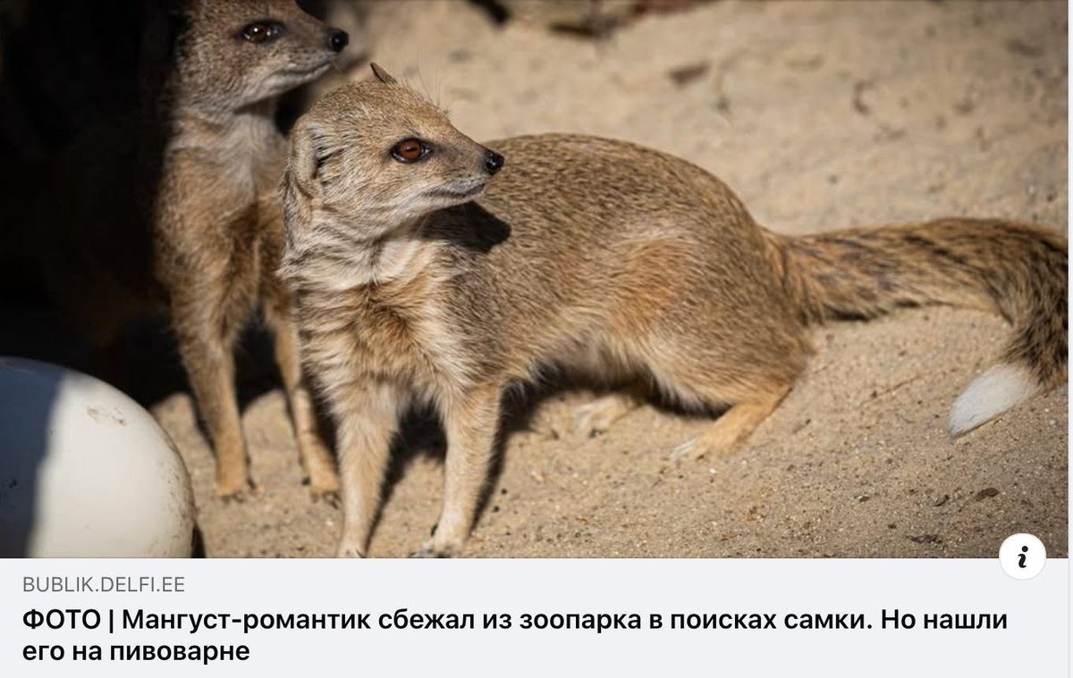 Понимаем и не осуждаем тебя, маленький мангуст!