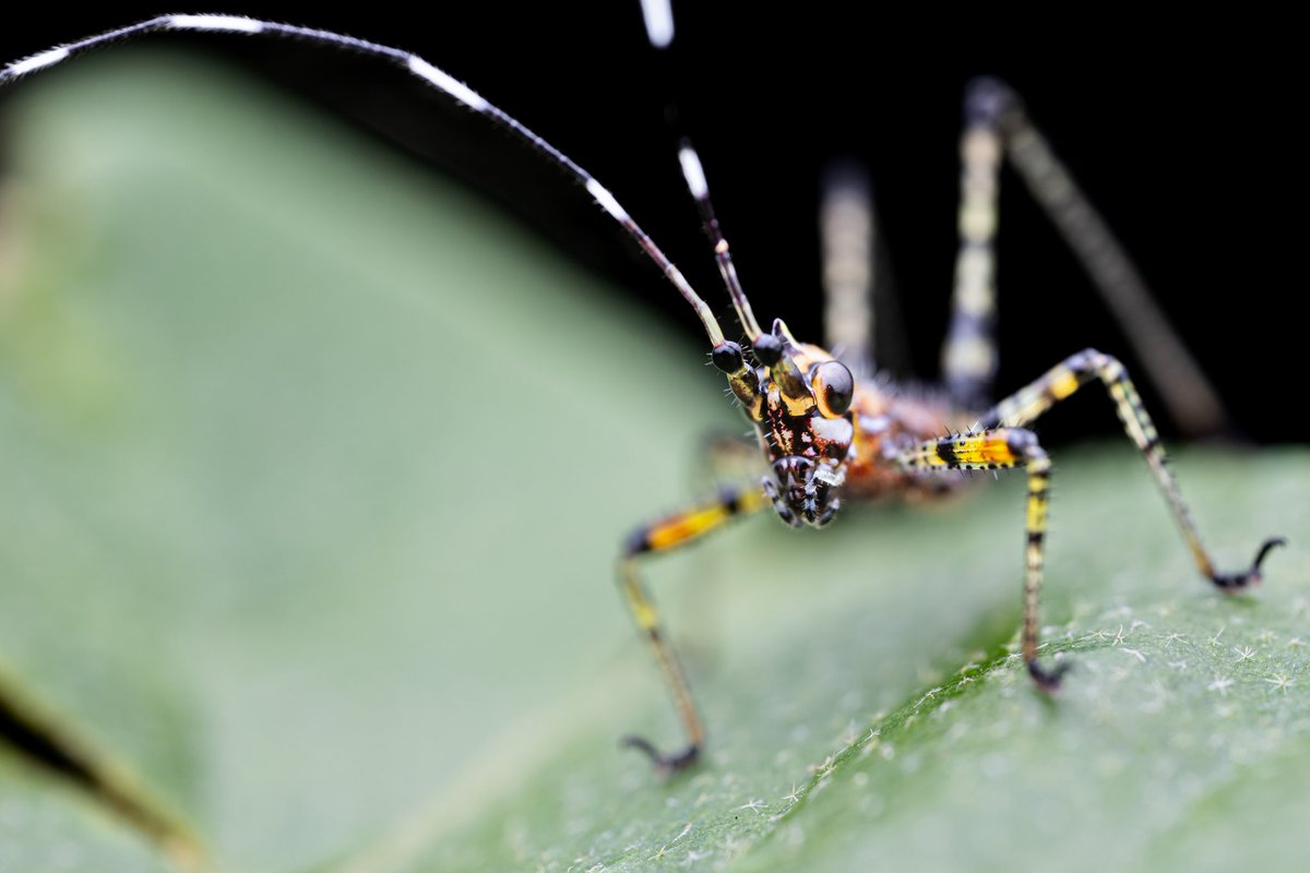 LionMacro's tweet photo. **Accesorios**

*Cámara: @canonmexicana EOS RP
*Lente: @astrhori 25mm f2.8 2x-5x
*Flash Godox TT52011
*Difusorx Guage Hoof Cover
*Cuenta IG: @LionMacro

#naturaleza
#macro
#astrhori
#EosRp
#canonRp
#natgeo
#macrofotografía
#natgeolatam
#canonmx
#nature
#macro
#photography
#insect https://t.co/ueeA7MSPNp