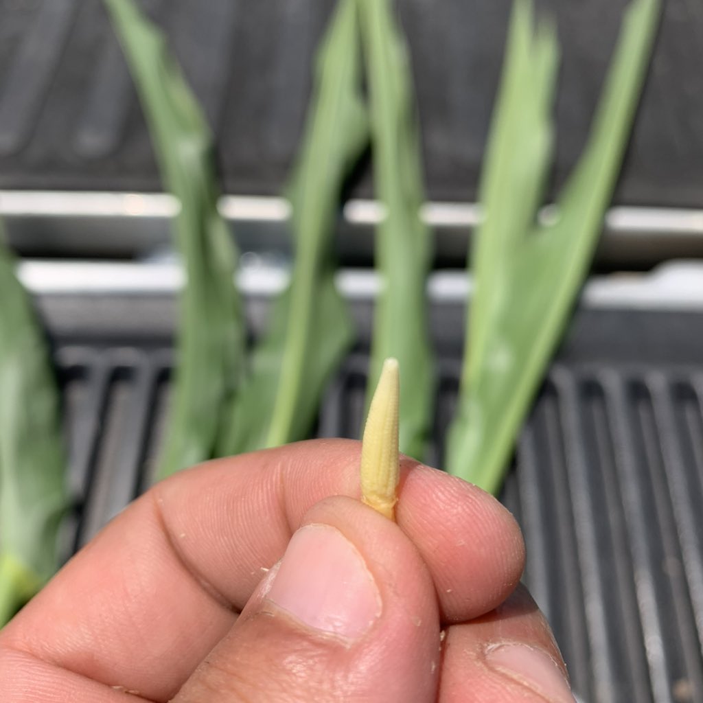 Giovani Preza Fontes tweet media