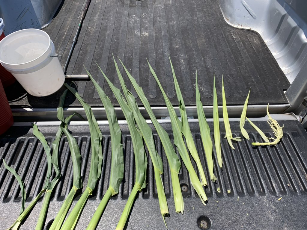 🌽 Mid-May planted #corn is around V12 at South Farm near Urbana. At this stage, kernel row number is set and the tassel is developing rapidly. Another 2-3 weeks for pollination

<a href="/ILextension/">Illinois Extension</a>