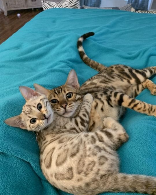 Punch Cat (@punchingcat) on Twitter photo 