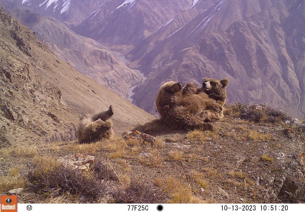Trail_Cams's tweet photo. https://t.co/iXxKsvrjnD