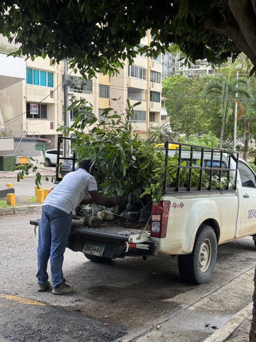 🌳 ¡Llegaron los árboles a Paitilla! 🌿

Nos complace anunciar que ya está en Paitilla el primer cargamento de 300 árboles nativos y ornamentales, junto con compost orgánico, como parte del esfuerzo conjunto por reverdecer nuestro barrio.

La siembra iniciará mañana, martes 25 de