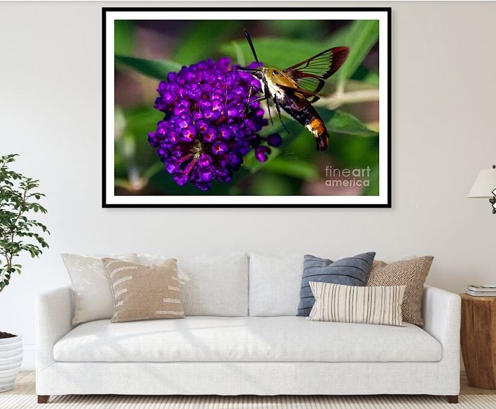 SandiOPhoto's tweet photo. Sandi OReilly @sandioreilly
Snowberry Clearwing Hummingbird Moth > Kink Here: https://t.co/koE01Lzeqp
#snowberry #clearwing #hummingbird #moth #butterfly #bush #tiny #flowers #pink #purple #unique #closeup #wallartforsale & #products See more #art Here:https://t.co/LpGe6qQIsp https://t.co/a7sETw3TDl