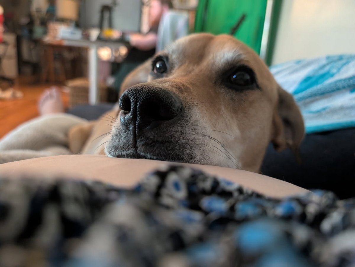 WatchMeBeBadAt's tweet photo. Okay so I'm going to a spir of the moment birthday dinner so no stream this evening! Sorry y'all! I think I'm going to throw down some Pokemon tomorrow so see you then! Obligatory dog pic for missing stream: https://t.co/JJ6jmHChY5