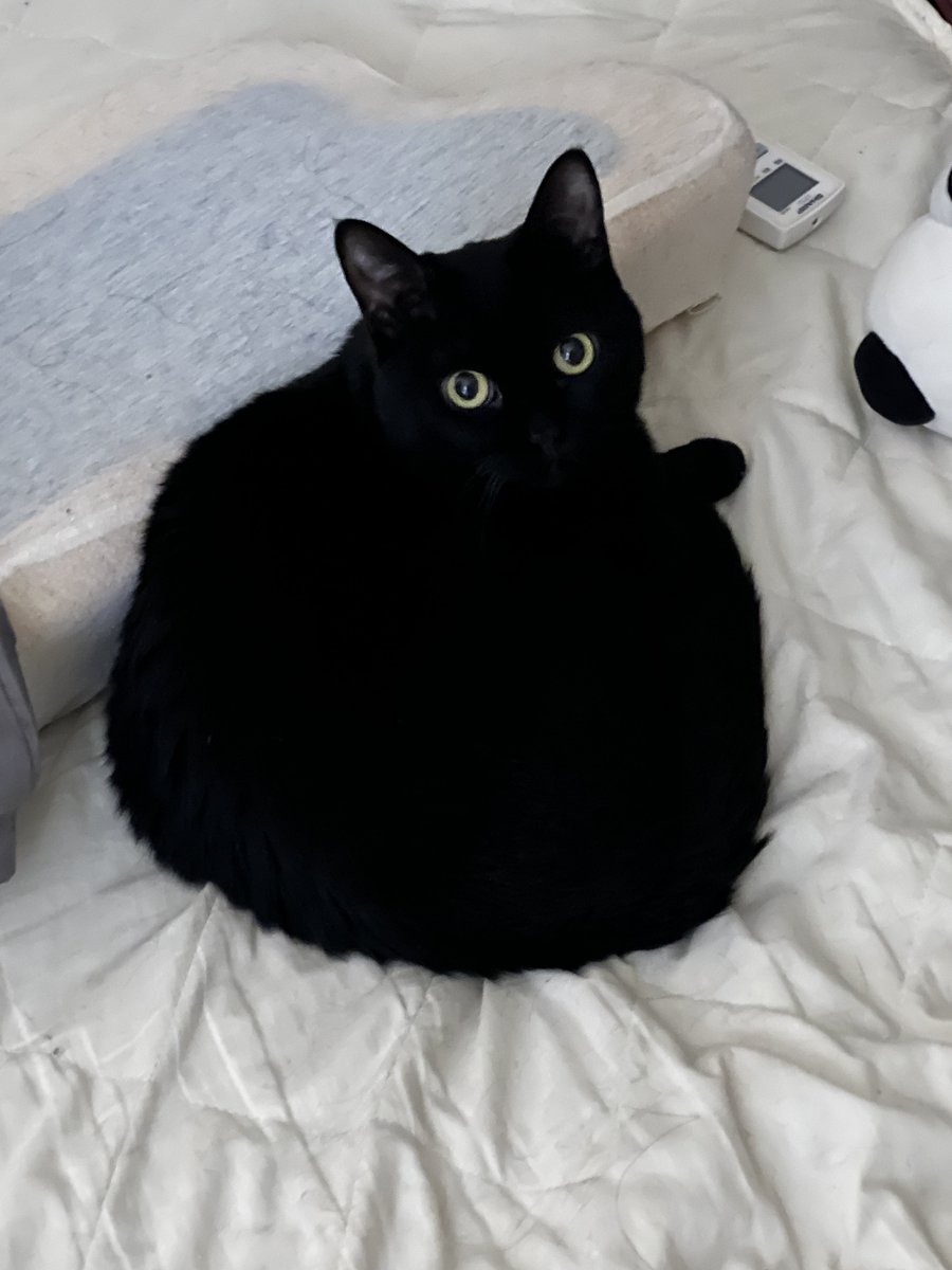 黒猫おはぎ(=^x^=)♪ 漆黒猫おはぎ🐈‍⬛ #黒猫おはぎ #黒猫同盟 #猫好きさんと繋がりたい